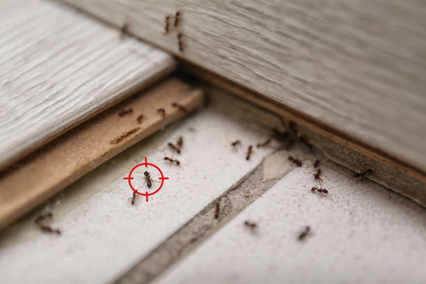 Insect Control in Tifton, GA